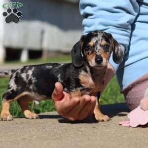Barney, Dachshund Puppy